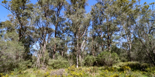 Tuart Forest, Kalgulup Regional park. Phot Shem Bisluk DBCA
