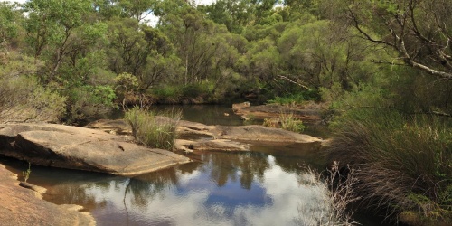 Vegetation along the Upper Canning River