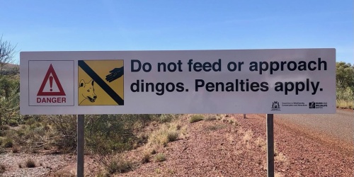 Dingo warning sign