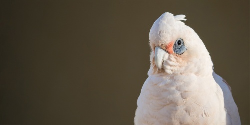 Muir's Corella