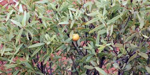 Sandalwood - Photo Jean and Fred Hort Flickr