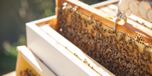 Worker bees on a honeycomb