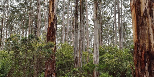 100 Year Forest. Photo by Michael Pez/DBCA