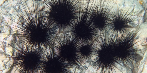A Herd of Sea Urchins - Photo Doug Finney / Flickr
