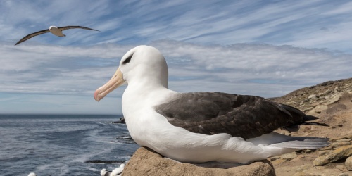 Black browed Albatross on nest - Photo David / Adobe