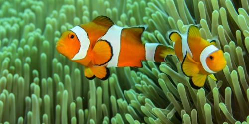 Anemonefish - Photo PlieDo / Adobe