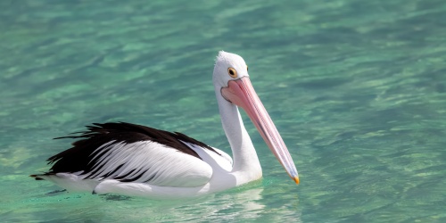 Australian pelican - Photo Magann / Adobe