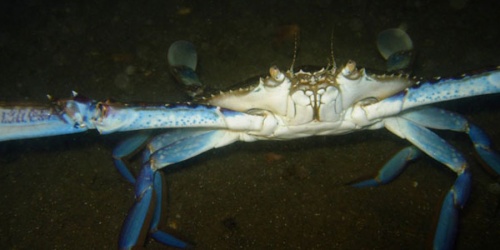 Blue Manna Crab - Photo John Huisman / DBCA