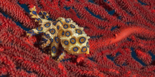 Blue-ringed octopus - Photo the Ocean Agency / Adobe
