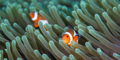 Clownfish swimming among anemone - Photo papzi / Adobe