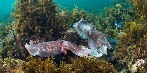 Cuttlefish - Photo the Ocean Agency / Adobe