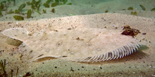 Smalltooth Flounder Pseudorhombus Jenysii - Photo John Turnbull / Flickr