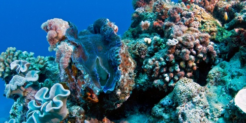 Giant Clam - Photo the Ocean Agency / Adobe