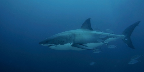 Great White Shark - Photo Janos / Adobe