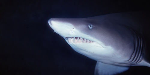 Grey Nurse Shark - Photo the Ocean Agency / Adobe