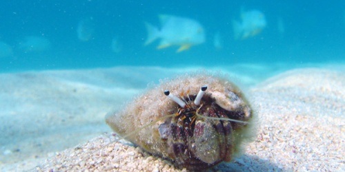 Hermit Crab - Photo Huw Dilley