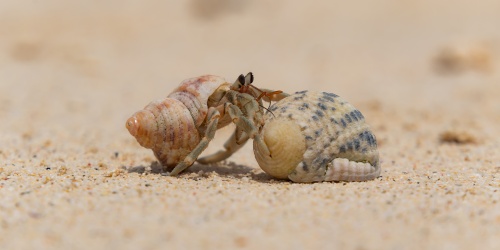 Hermit Crab - Photo yu-ki_d7500 / Adobe