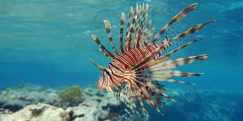 Lion Fish - Photo Vitalii6447 / Adobe