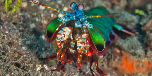 Mantis Shrimp - Photo the Ocean Agency / Adobe