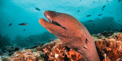 Morey Eel - photo Aaron / Adobe