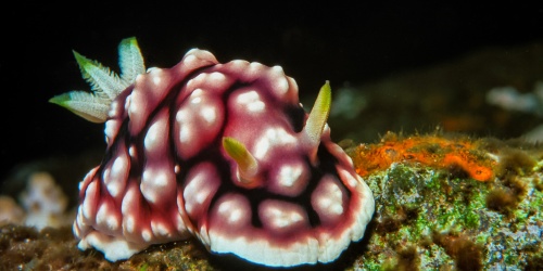 Nudibranch (Sea Slug) - Photo Jim / Adobe