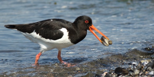 Oystercatcher - Photo John Sandoy / Adobe