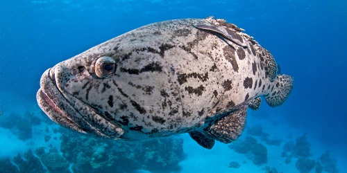 Potato Cod - Photo the Ocean Agency / Adobe