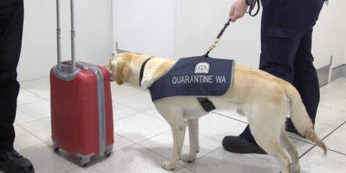Quarantine WA detector dog and handler working at the Perth Airport - Photo DPIRD