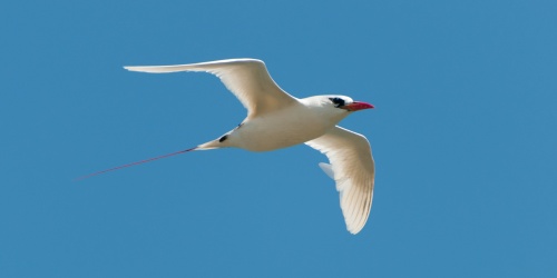 Red-Tailed tropicbird - Photo _quintin_ / Flickr