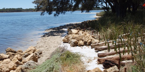 An image of a Riverbank-funded foreshore protection project in the Swan Canning Riverpark