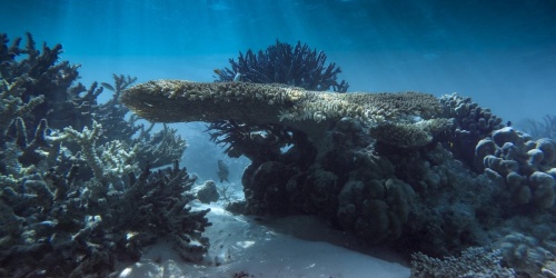 Rowley Shoals Marine Park - Photo Tourism WA