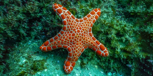 Orange starfish - Photo Amanda / Adobe
