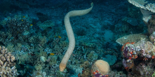 Sea Snake - Photo the Ocean Agency / Adobe