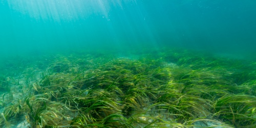 Seagrass - Photo divedog / Adobe