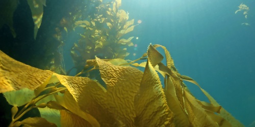 Seaweed - Photo kgrif / Adobe