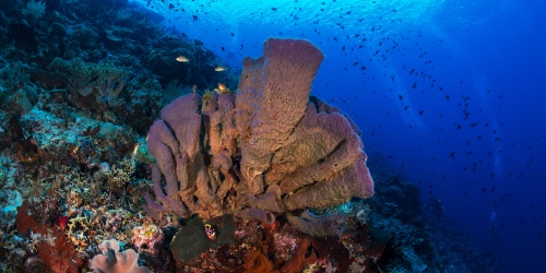 Healthy sea sponge on coral reef - Photo the Ocean Agency / Adobe