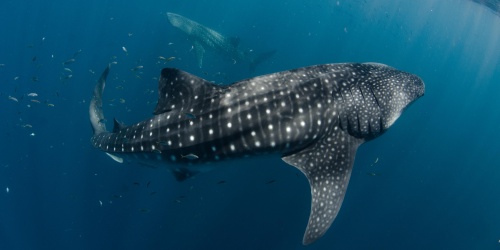 Ningaloo Whaleshark - Photo Aimee Jan