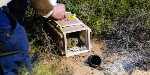 brush-tailed mulgaras release