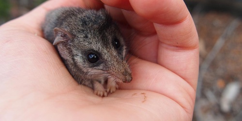 Dunnart at Julimar State Forest. Photo by G Anderson