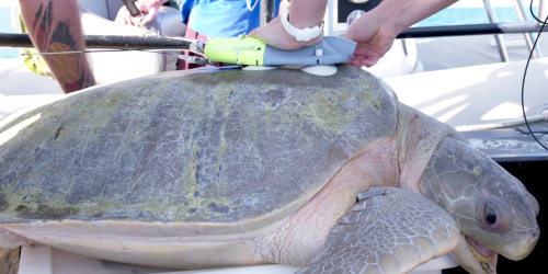 A data logger is applied to the carpace of a flatback turtle. Credit: Nyamba Buru Yawuru, DBCA 