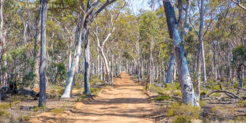 Dryandra Woodland, near Narrogin Photo. Tourism WA