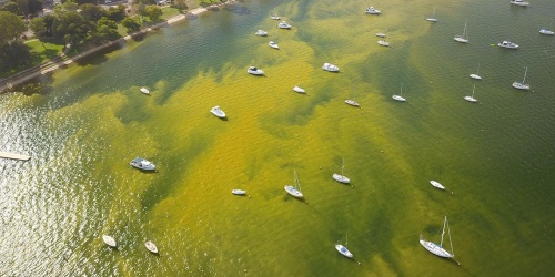 Image of historic Alexandrium bloom in Matilda Bay in the Swan River. Photo: Steve Schneider.