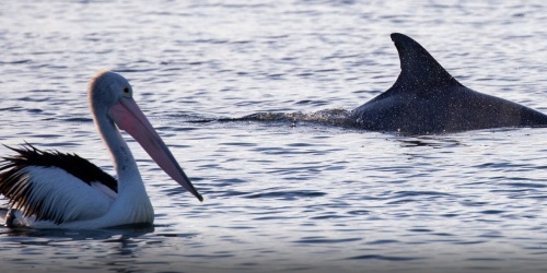 Dolphin and pelican