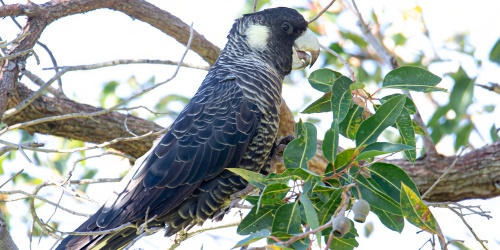 A Baudin's Cockatoo - large, black bird with white patches on its cheek - perched on a tree branch