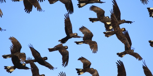 A flock of Carbaby's Cockatoos - large black birds with white feathers under their tails - flying across a blue sky