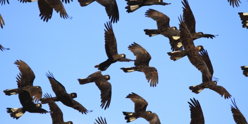 A flock of Carbaby's Cockatoos - large black birds with red feathers under their tails - flying across a blue sky