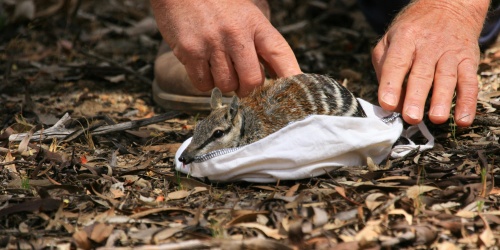 A numbat being released from a white cloth bag by a researcher