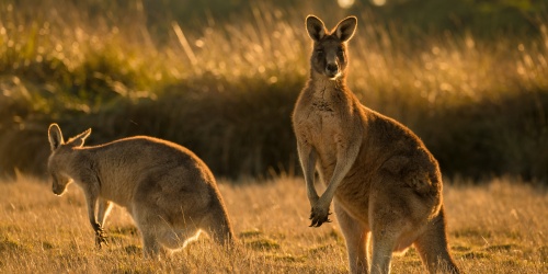 Kangaroos - Photo Nathan White / Adobe