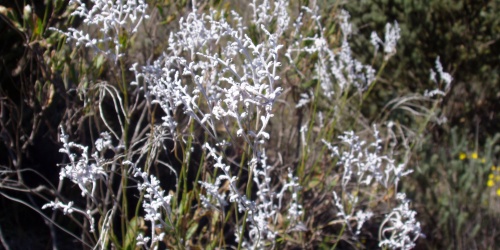 A plant with wiry white flowers