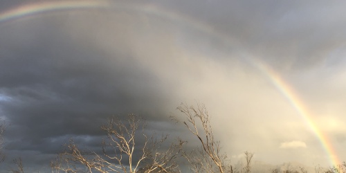 Landscape image of woodland environment with a rainbow crossing an overcast sky in the background